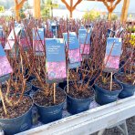 Hortenzia metlinatá (Hydrangea paniculata)  ´LIVING PINKY PROMISE´ - výška 30-40 cm, kont. C3L